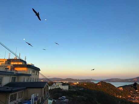 トンビの餌付け